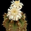 Gymnocalycium_tudae_1